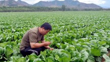 张家口赤城：产销精准对接 7万亩蔬菜“云”上卖