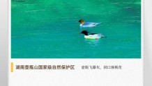 湖湘自然历丨万类霜天竞自由⑤“湖南屋脊”上的“东方诺亚方舟”