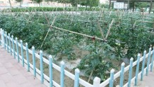靖远东升中学：盛夏时节蔬果绿 开心农场收获多