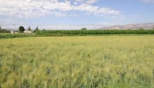 凉州区全力保障粮食增产增收