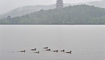 “共迎”一家成为西湖有记录以来第100窝西湖小鸳鸯！