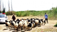 高温下，博湖村警帮赵奶奶找回40只跑丢的羊