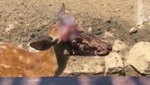 动物园回应“梅花鹿被割角满头血”：割掉的鹿角会做无害化处理