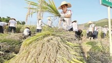 湘桥区250名师生走进田间体验水稻收割