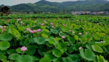2022年安康市汉阴县荷香旅游季在双乳镇千亩荷塘启动