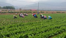 民乐县大力推进农民合作社健康发展