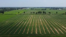 河北东光：推广复合种植技术，实现“稳粮增豆”目标