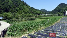 湖北竹溪：新鲜蔬菜物流进城，村民在家门口就业