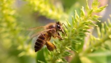 当蜜蜂搬家到城市，人类能否“与邻为善”？