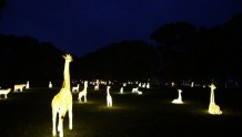 “动物园奇妙夜”来了！宁波野生动物园首次开放夜场