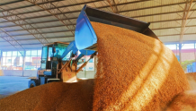 农发行今年在疆投放夏粮收购贷款51亿元 支持企业收购小麦160万吨
