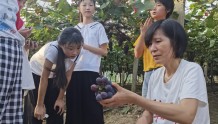 多方支持！“宁波妈妈”张亚芬已帮助困难农场主销售近4000公斤葡萄