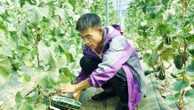 张家川县天河村：果蔬大棚种植“甜”了生活