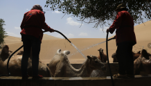 甘肃敦煌鸣沙山月牙泉景区：骆驼洗澡享清凉
