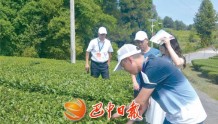 巴中茶产业发展考察活动在平昌举行