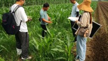 莱西市农业农村局组织农技人员下沉一线指导玉米汛期管理