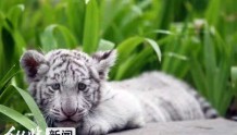 记得7月29日，爱老虎吆！带您看咱石家庄动物园的“白虎妞”