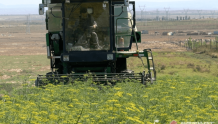 阿勒泰地区：中草药产业发展路在何方