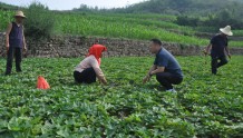 连庄村:“一品薯光”打造产业强村