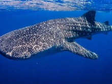 鲸鲨：温柔的大鱼