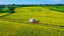 河南光山县：再生水稻丰收