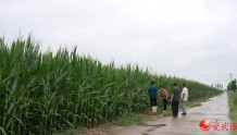 武城：应对降雨 农技专家深入田间指导玉米生产