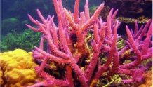 永乐环礁珊瑚保护地主任陈宏：攻关珊瑚繁殖难题30多年