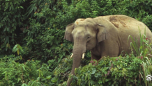 孟加拉国最后的野生大象｜绿会国际讯