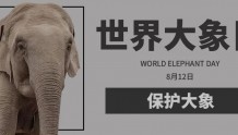 世界大象日 | “象”往的生活