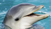 日本一条海豚今年6次袭击人类，咬伤多人
