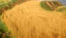 临洮县上营乡：撂荒地小麦开镰收割 “麦”向丰收颗粒归仓