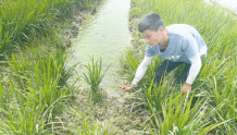 “蛙稻鳅共生”新模式 生态种养每亩收益超3万元