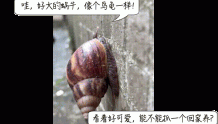 大雨后遍地爬的大蜗牛，为啥不能让孩子碰？