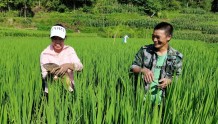 都匀：“稻+鱼”综合种养 助力农户实现双重收益