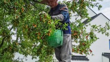 “及时雨”让果树“解了渴”，苏州三山岛马眼枣开采上市啦！
