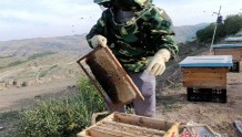 赵墩：一桶土蜂蜜的故事