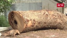 500年的古树被砍，犯罪嫌疑人已被采取强制措施