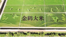 齐齐哈尔：飞鹤大道景观带串连成“绿带金廊”
