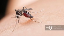 今夏高温热死蚊子？专家：40°蚊子对人攻击性降低，干旱不利于其产卵繁衍