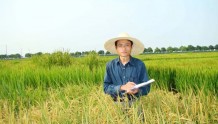 高温天气频发或致粮食减产？他用10年从水稻里找答案