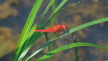 “彩裳蜻蜓”现身东钱湖畔！形似蝴蝶，在宁波极为罕见