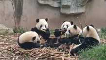 来看看大熊猫的幸福“居家生活”！