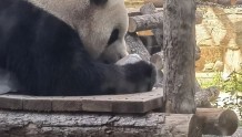 北京动物园：大熊猫馆运动场秋季丰容已启动