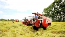 颗粒归仓，新津水稻产量预计超4.9万吨