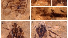 云南科研人员在青藏高原发现昆虫新种西藏古胸沫蝉化石