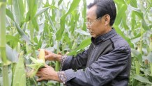 河北第一产粮大县：争取每一株玉米都结出饱满籽粒