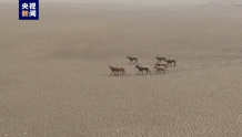 鄱阳湖都昌湖区发现8只麋鹿