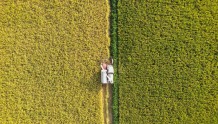 湖南：重要农产品生产总体稳定 抗大旱保秋粮，确保全年丰收
