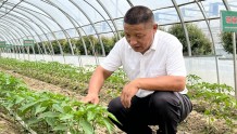 阜阳会龙：大户带动辣椒产业发展  更快实现乡村振兴