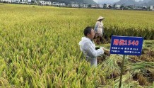 宁波水稻“甬优1540”，第三次刷新贵州省水稻最高亩产纪录！